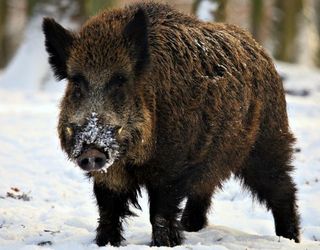 На Донеччині зафіксовано випадок АЧС у диких свиней